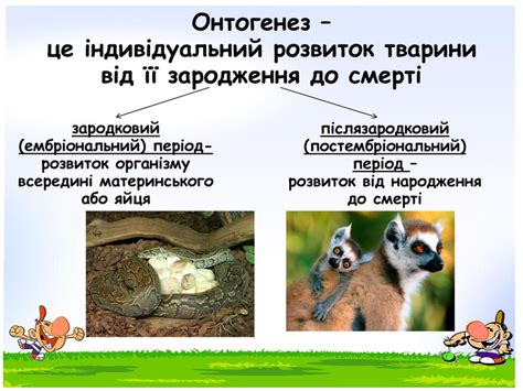 Індивідуальне підготування тварин до оплодотворення