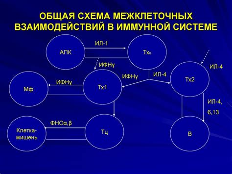 АТФ в иммунной системе