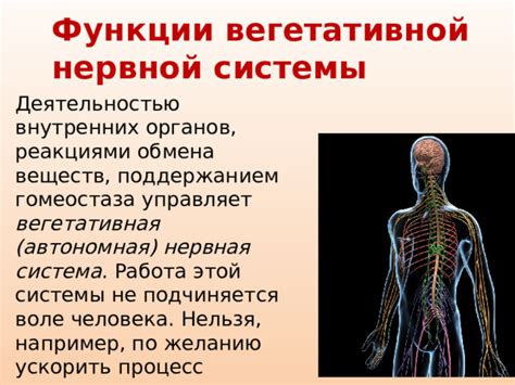 Автономная нервная система и изменение гомеостаза