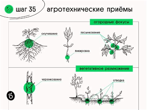 Агротехнические приемы: