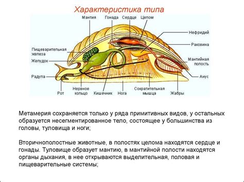 Адаптации и особенности мантийной полости у моллюсков