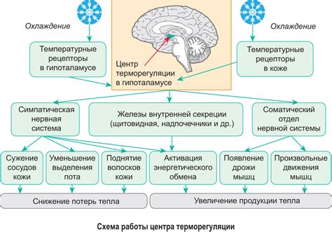 Адаптации организма ежей к зимнему сну