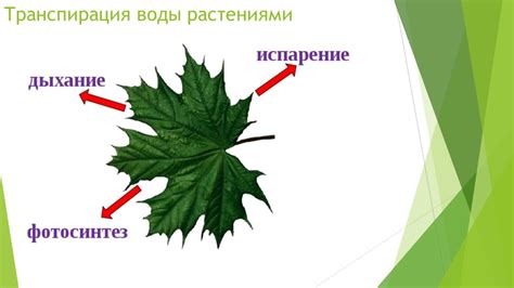 Адаптации растений, позволяющие эффективно использовать испарение через листья