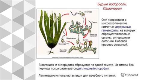 Адаптация бурых водорослей