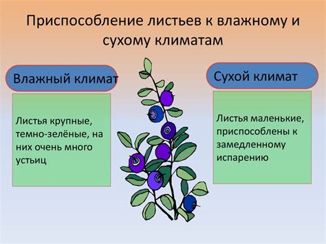 Адаптация водорослей к сухому и влажному окружению