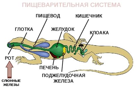 Адаптация дыхательных органов у рептилий