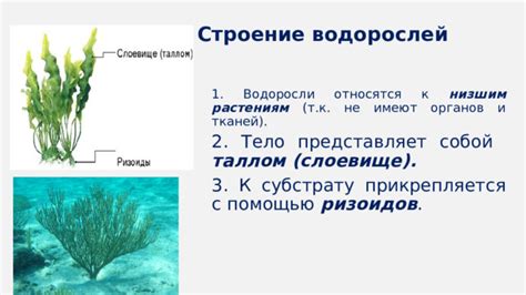 Адаптация зеленых водорослей без ризоидов в окружающей среде