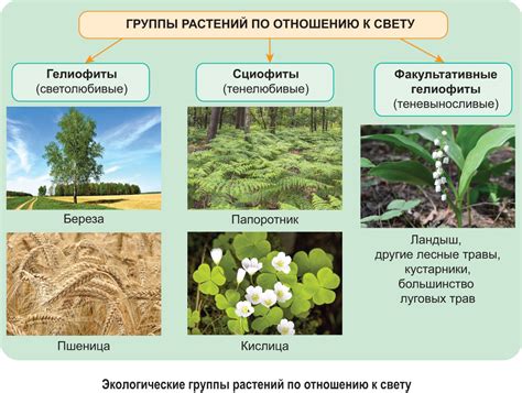 Адаптация избирательной среды