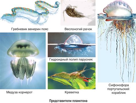 Адаптация к водной среде