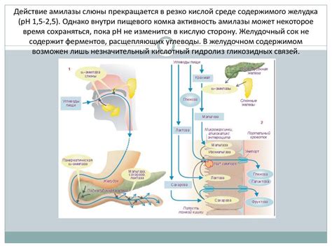 Адаптация к кислой среде желудка