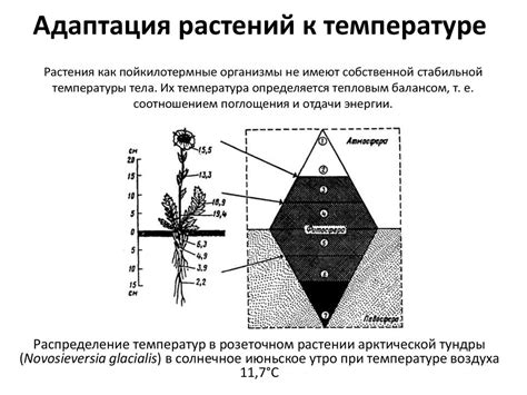 Адаптация сна акулы к режиму плавания