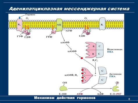 Аденилатциклазная система: цель для фармацевтической индустрии