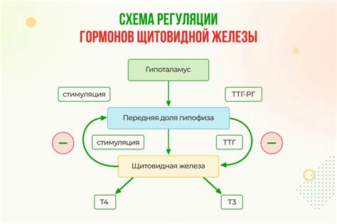 Азот и образование гормонов