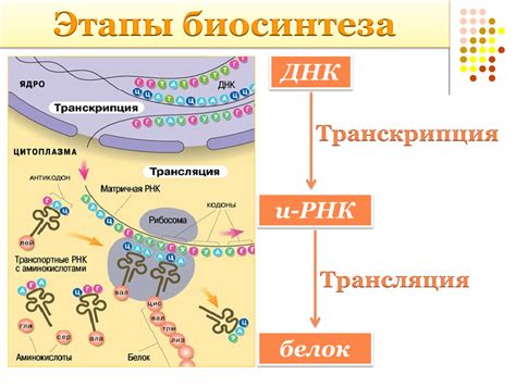 Азот и синтез белка