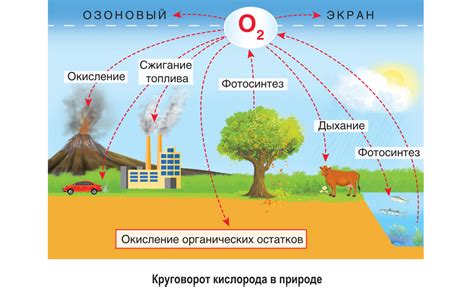 Азот и транспорт кислорода