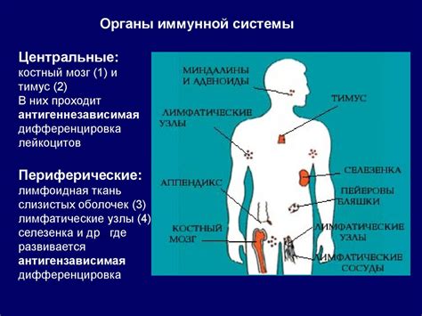 Азот и функция иммунной системы