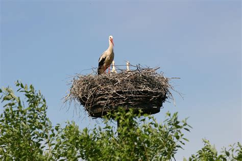 Аисты и их поведение