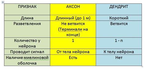 Аксон и дендриты: основные отличия