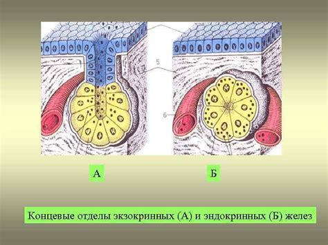 Активация апокриновых потовых желез с помощью антиперспирантов