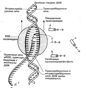 Активация белкового термогенеза