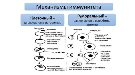 Активация борьбы организма с инфекцией