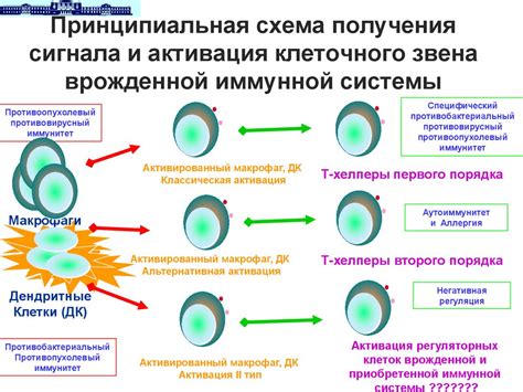 Активация иммунной системы