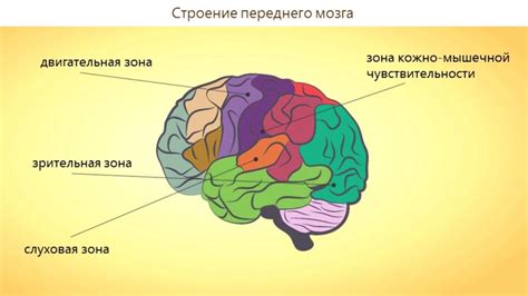 Активация когнитивных процессов