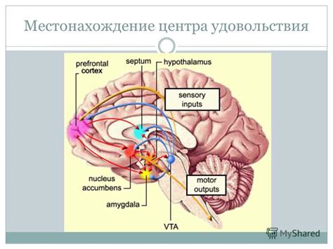 Активация центра удовольствия в мозге