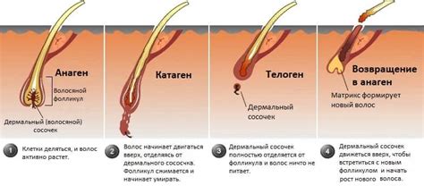 Активизация фолликулов волос