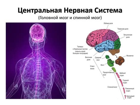 Активность в центральной нервной системе