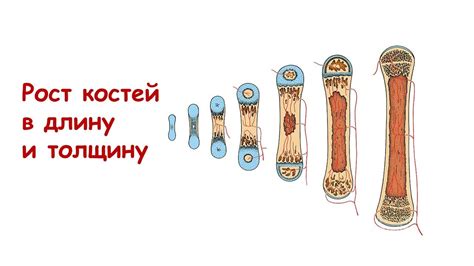 Активность и физическая нагрузка на рост костей