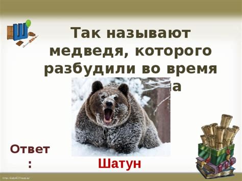 Активность медведя во время "зимнего сна"