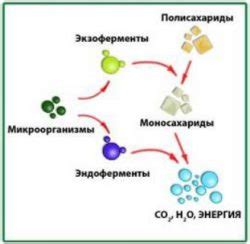 Активность микроорганизмов и бактерий