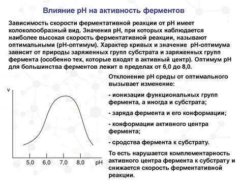 Активность ферментов: влияние температуры на химические реакции в организме