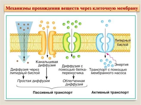 Активный транспорт глюкозы через клеточную мембрану