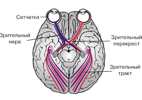 Акупунктура как способ восстановления зрительного нерва