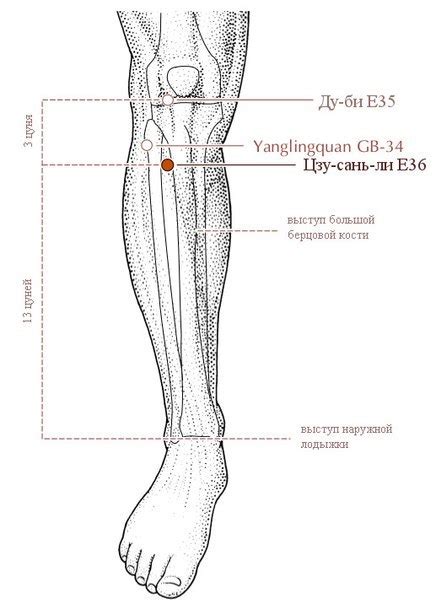 Акупунктура точки Цзу Сань Ли