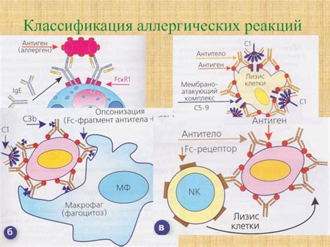 Аллергические реакции и аутоиммунные заболевания