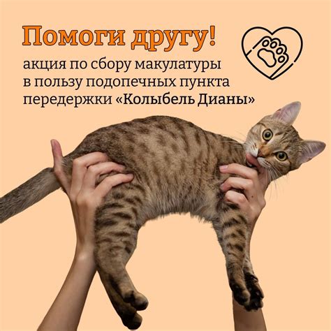 Альтернативные варианты для сдачи котенка