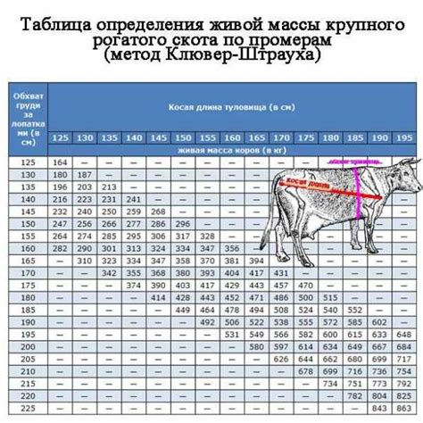 Альтернативные методы измерения веса быка