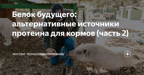 Альтернативные методы кормления в осеннее время