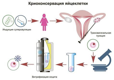 Альтернативные методы увеличения качества яйцеклеток после 40 лет