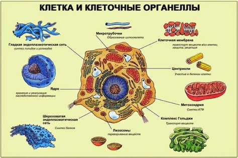 Альтернативные органеллы в растительных клетках