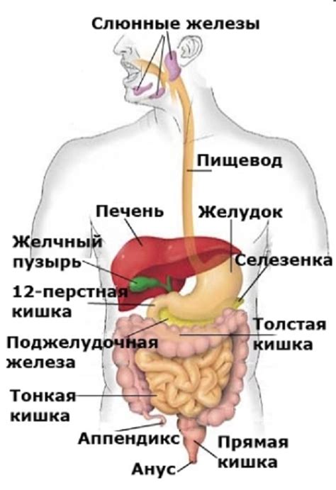 Альтернативные способы пищеварения