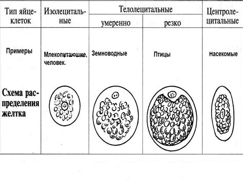 Альтернативные функции яйцеклеток