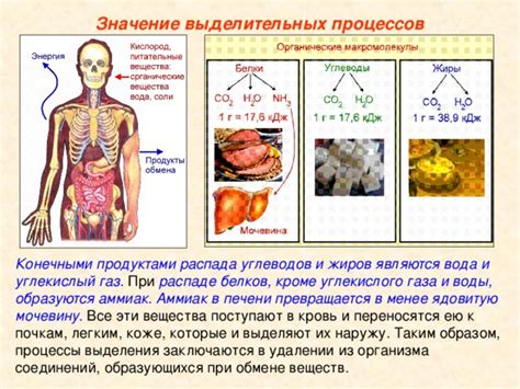 Аммиак: причины выделения и функции