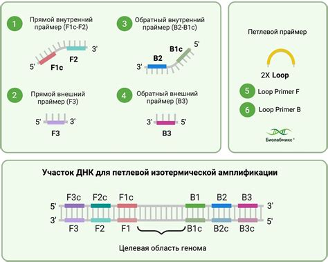 Амплификация исходной ДНК и РНК методами ПЦР