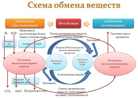 Анаболизм: процесс синтеза новых веществ