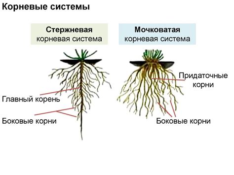 Анализ системы корней растения
