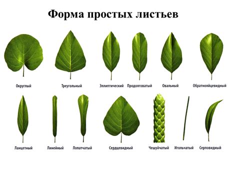 Анализ формы листьев